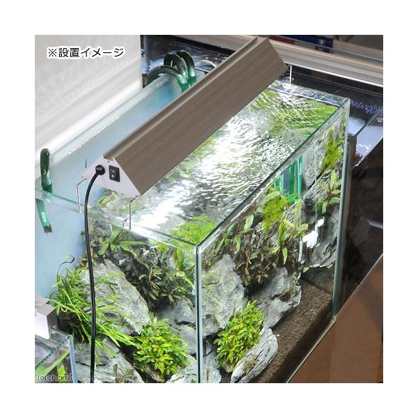 アクロトライアングルブライト45センチ アクロ トライアングルグロウ