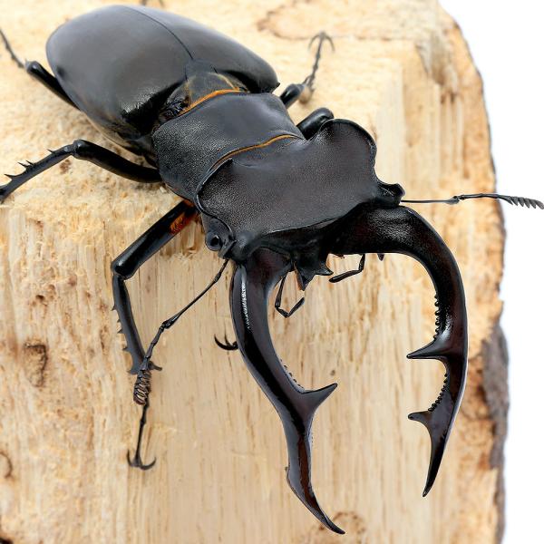 昆虫）（Ｂ品）アクベシアヌスミヤマクワガタ トルコ産 ８９ｍｍ（１ ...