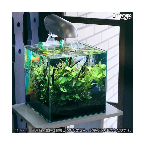 水草 Mini Amazon.co.jp: 小型水槽 クリップライト LED ミニ アクアリウム