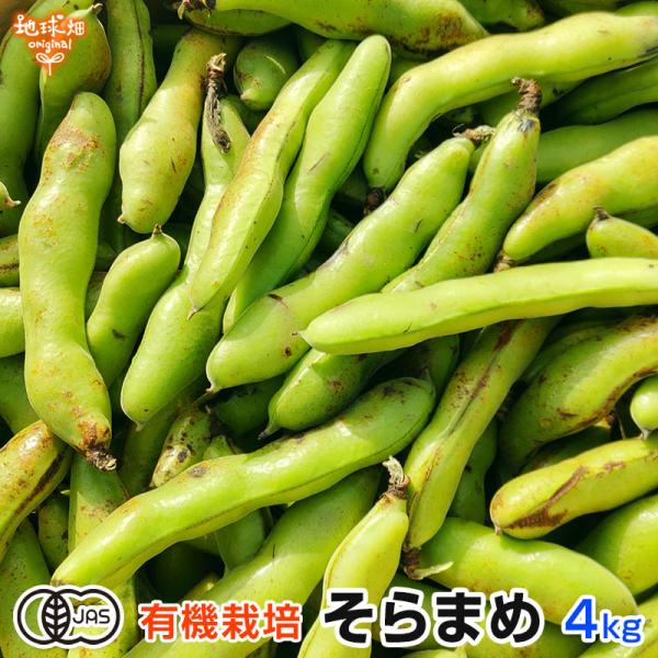 そら豆 4kg 有機栽培 鹿児島県産 農薬・化学肥料不使用 そらまめ
