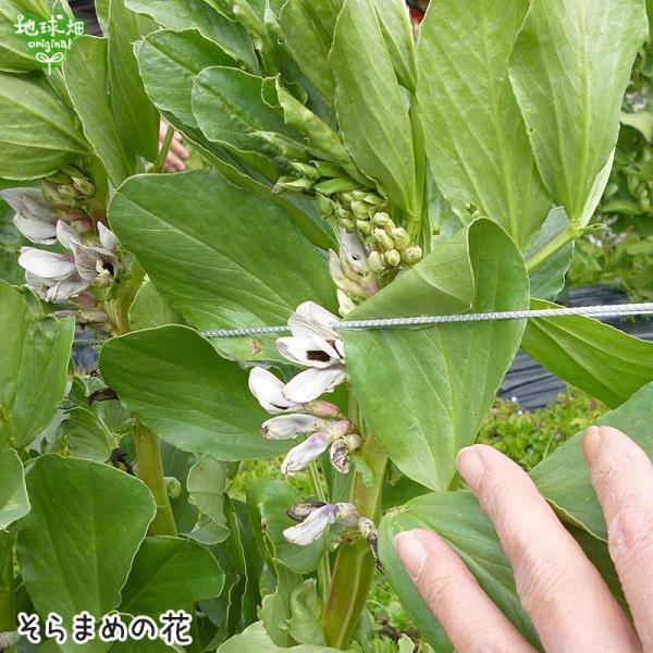 そらまめ そら豆煎餅 | んまや