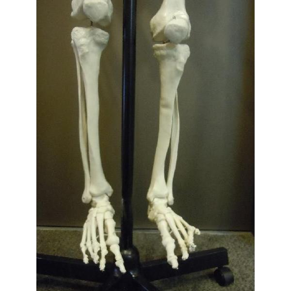 人体模型骨格模型骨模型170cm 等身大頭蓋骨/【Buyee】 bot-online