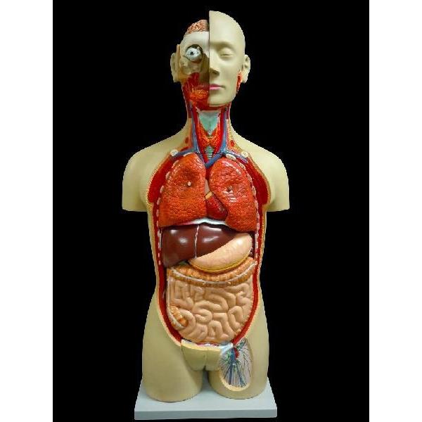 2135番 大型 木製 人体模型 標本 臓器 ディスプレイ Amazon.co.jp: [JUEKO]人体模型 [男性モデル リアルタイプ 44