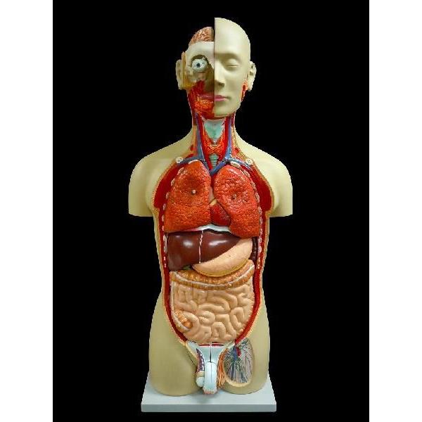 人体模型内臓臓器全身等身大全身内臓トルソーアルティメットEX /【Buyee】