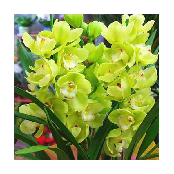 エミリー 鮮やかなグリーンのシンビジウム 鉢花 シンビジューム鉢植え