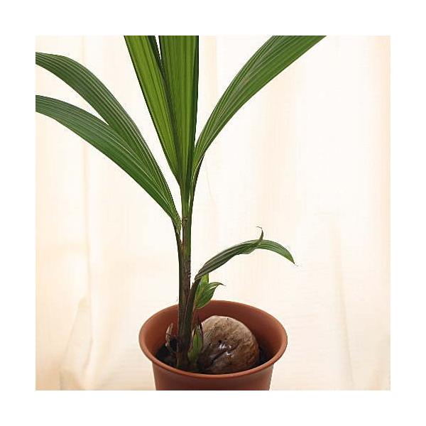 観葉植物 ココヤシ ヤシの実付き 7号鉢植え インテリアグリーン /【Buyee】