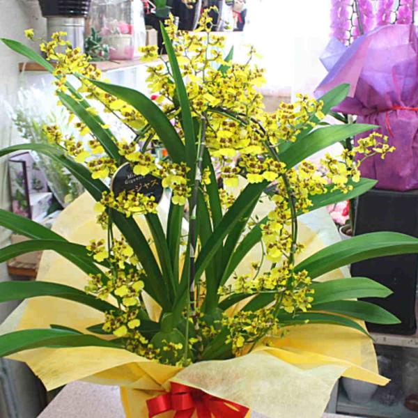 オンシジウム（ゴージャス）鉢植え 黄色い蘭の花 母の日に豪華な