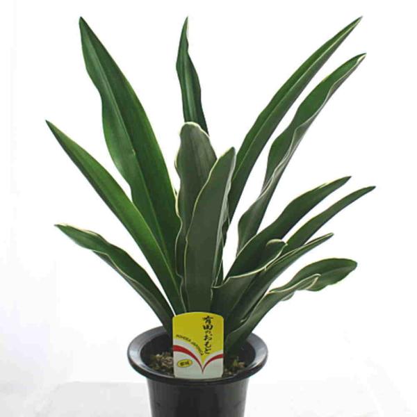 おもと／万年青“有田の都城” 5.5号鉢植え/【Buyee】