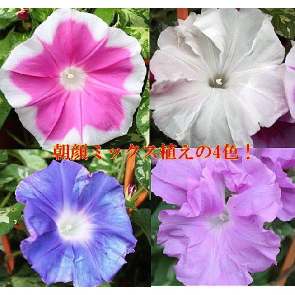 あさがお アサガオ（朝顔）：満月3.5号ポット の通販 | 園芸ネット