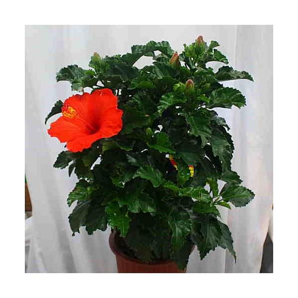 ハイビスカス鉢植え5号サイズ赤系トロピカルフラワー夏の赤い大きな花