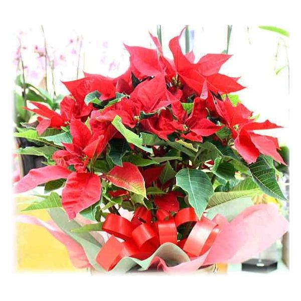 ポインセチア 5号かご付き鉢植え 赤い葉っぱのクリスマス