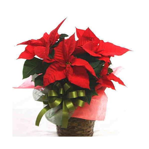 葉っぱ付きお花 葉っぱ付きお花