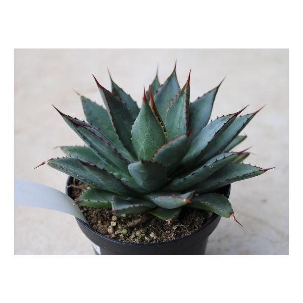 アガベ フィリフェラ×イシスメンシス(Agave hybrid filifera