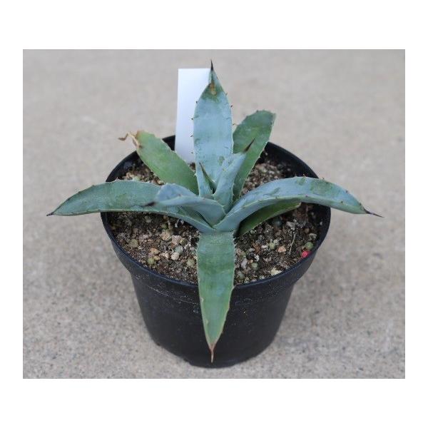 アガベ マクロアカンサ リトルペンギン(Agave macroacantha