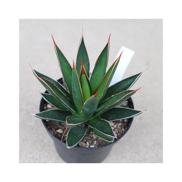 アガベ オカヒー(Agave ocahui ) /【Buyee】 Buyee - Japanese Proxy Service | Buy from  Japan!