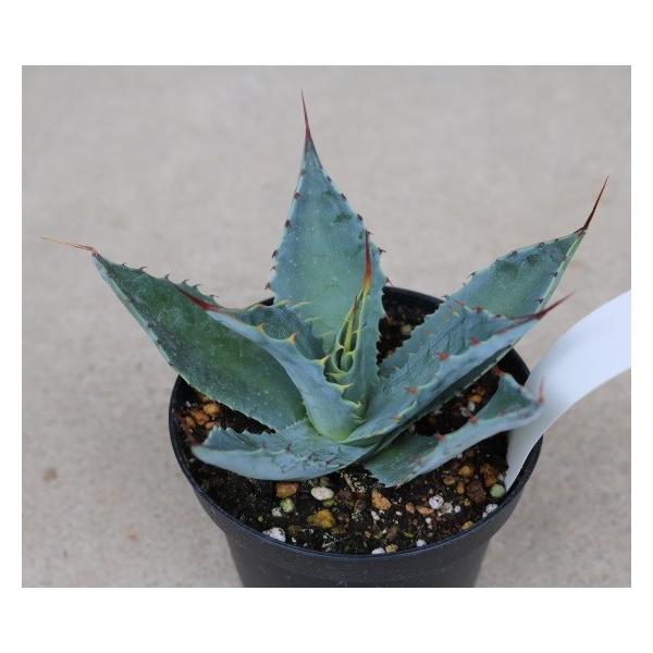 アガベ ワコマヒー(Agave wocomahi) /【Buyee】 Buyee - Japanese Proxy Service | Buy  from Japan!