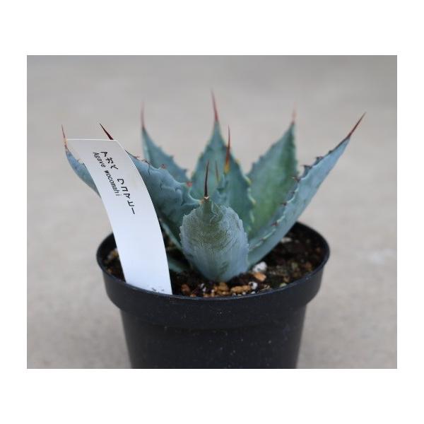 アガベ ワコマヒー(Agave wocomahi) /【Buyee】 Buyee - Japanese Proxy Service | Buy  from Japan!