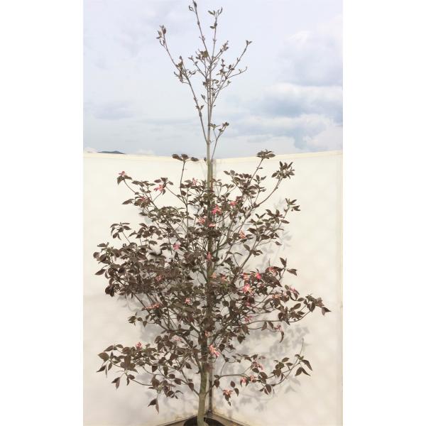 特大ハナミズキ 赤花 約2.5m 1本株 花水木植木苗木 現品発送
