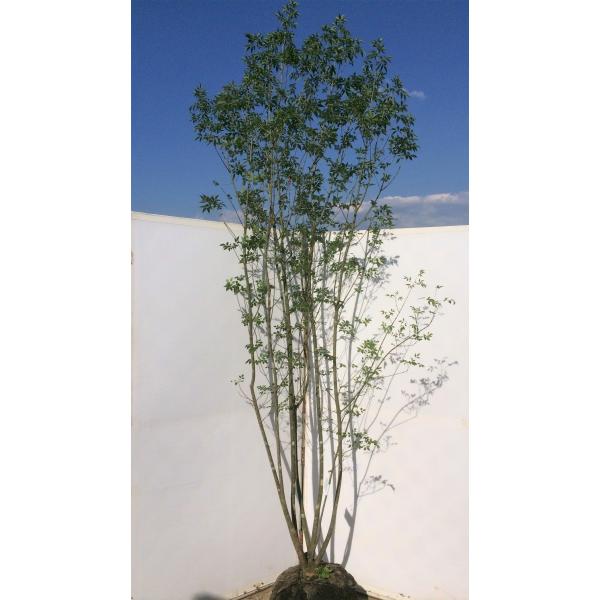 アオダモ7本株立ち約2.6m 一点物特大株/【Buyee】