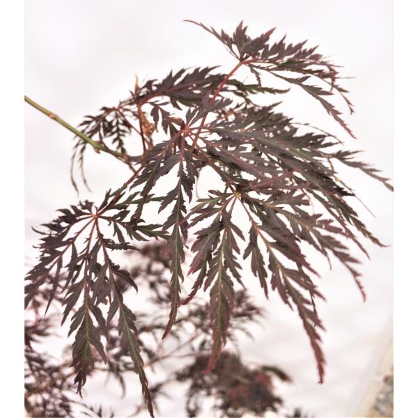 紅しだれ紅葉 約1.5m 希少な赤葉 ベニシダレモミジ 特大植木苗木