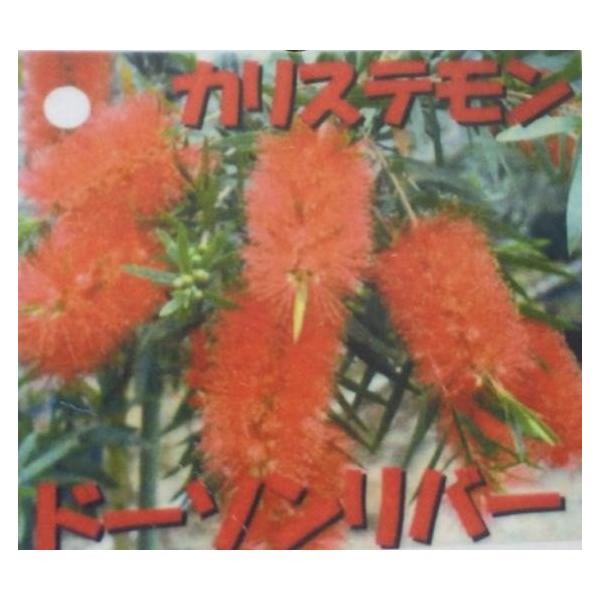 ブラシノキ カリステモン ドーソンリバー 約2m 1本株 特大株 植木