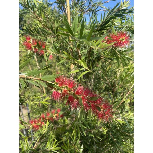 ブラシノキ カリステモン ドーソンリバー 約2m 1本株 特大株 植木