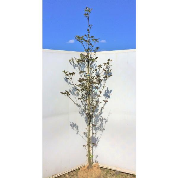 赤花ハナミズキ チェロキーチーフ 約1.8ｍ １本株 花水木 大株植木苗木 お買い得なお任せ株 送料無料 /【Buyee】 Buyee -  Japanese Proxy Service | Buy from Japan!