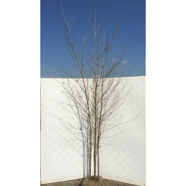 エゴノキ/大株【現品発送】管理60745