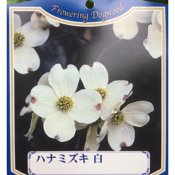 大輪白花ハナミズキ 株立ち クラウドナイン 約2m 花水木 シンボル