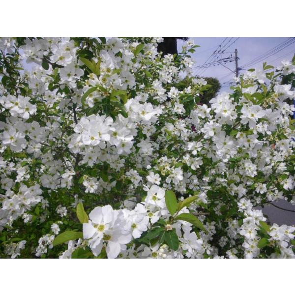 利休梅 リキュウバイ 株立ち 約1.7m 白花 圧巻の花 お買い得なお任せ