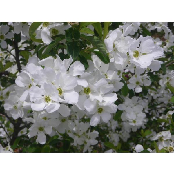 利休梅 リキュウバイ 株立ち 約2m 白花 圧巻の花 お買い得なお任せ株