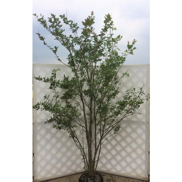 サルスベリの木 ピンク花 株立ち 約2.2m 特大株 植木苗木 赤花 百日紅 