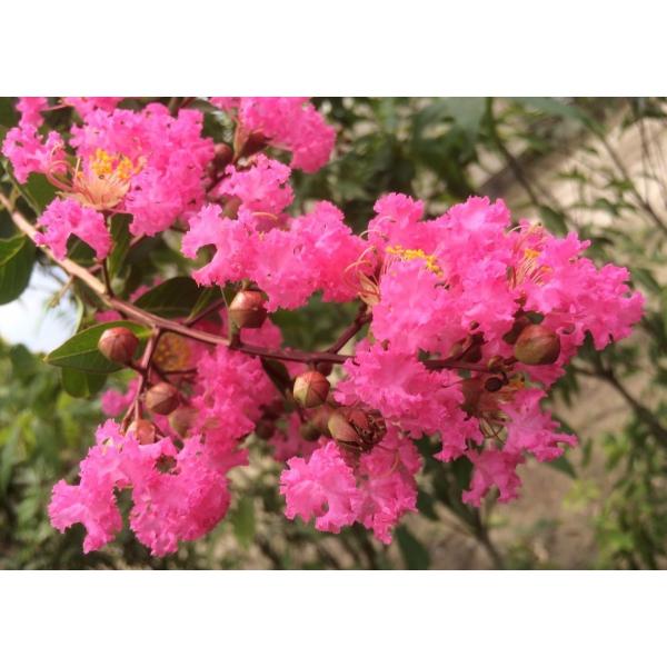 サルスベリの木 ピンク花 株立ち 約2.2m 特大株 植木苗木 赤花 百日紅