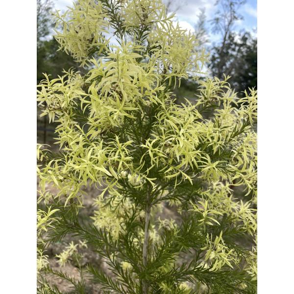 ஐ高さ180㎝！10号の超大苗*ஐメラレウカ・苗木【メディカルティー