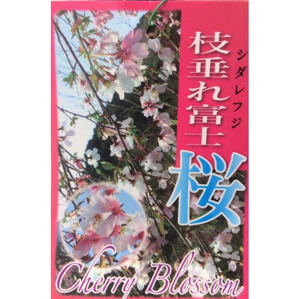 しだれ富士桜 約1.9m 2色咲きに見えるしだれ桜 特大植木苗木