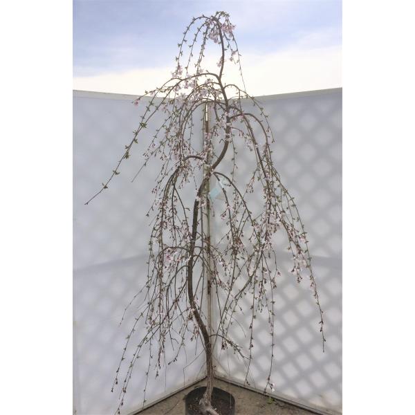 しだれ富士桜 約1.9m 2色咲きに見えるしだれ桜 特大植木苗木