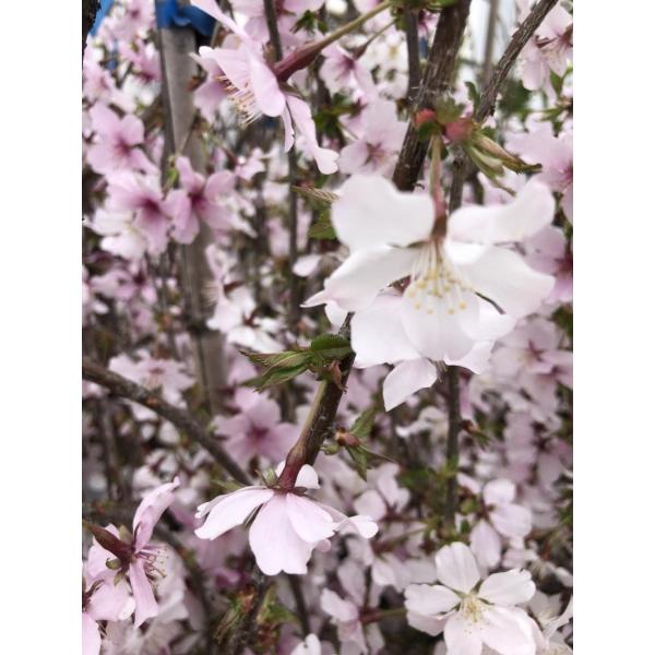 しだれ富士桜 約1.9m 2色咲きに見えるしだれ桜 特大植木苗木