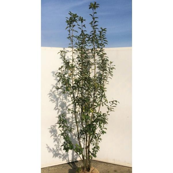 ソヨゴの木 株立ち 約2.5m 特大株 植木苗木大苗 赤い実が成る木