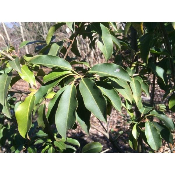 ソヨゴの木 株立ち 約2.5m 特大株 植木苗木大苗 赤い実が成る木 ソヨゴの木 株立ち 約2.5m 特大株 植木苗木大苗 赤い実が成る木