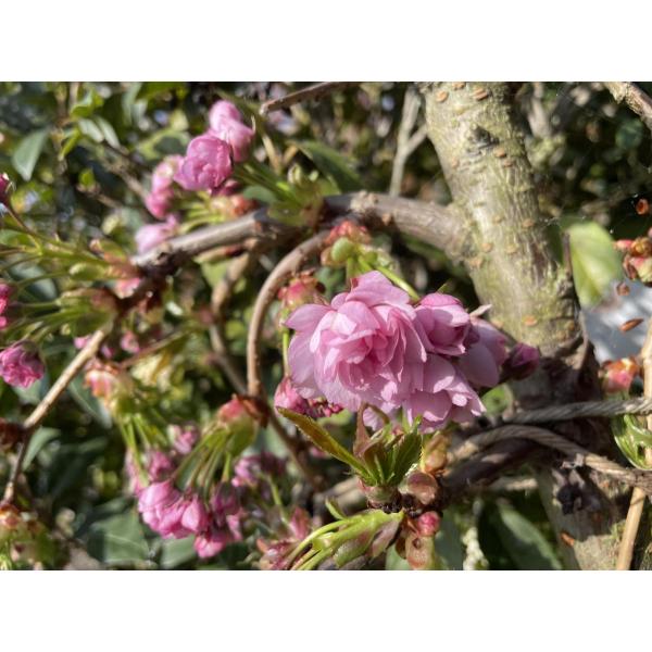 菊咲き 八重しだれ桜 約1.7m 特大株 規格販売 植木 苗木 大苗