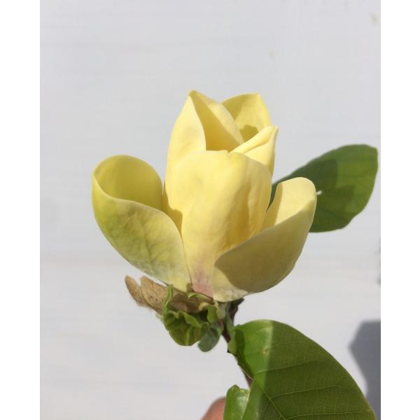 黄色い木蓮 モクレン苗木