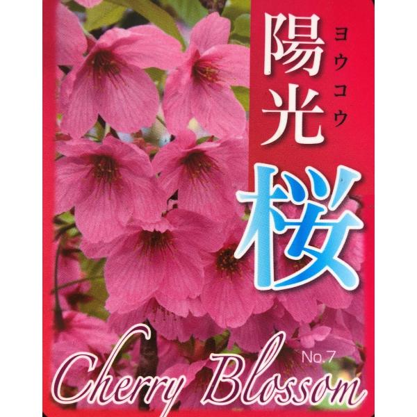 陽光桜 約2m 濃いピンクの桜の木 早咲き品種 特大株 植木苗木