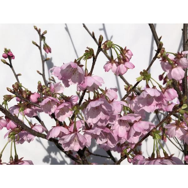陽光桜 約2m 濃いピンクの桜の木 早咲き品種 特大株 植木苗木
