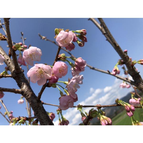 陽光桜 約2m 濃いピンクの桜の木 早咲き品種 特大株 植木苗木