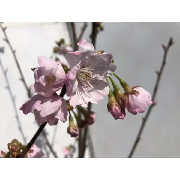 陽光桜 約2m 濃いピンクの桜の木 早咲き品種 特大株 植木苗木