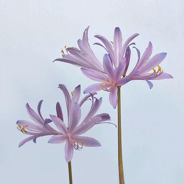 リコリス スプレンゲリー（紫）【球根】2球_リコリス_夏植え_球根