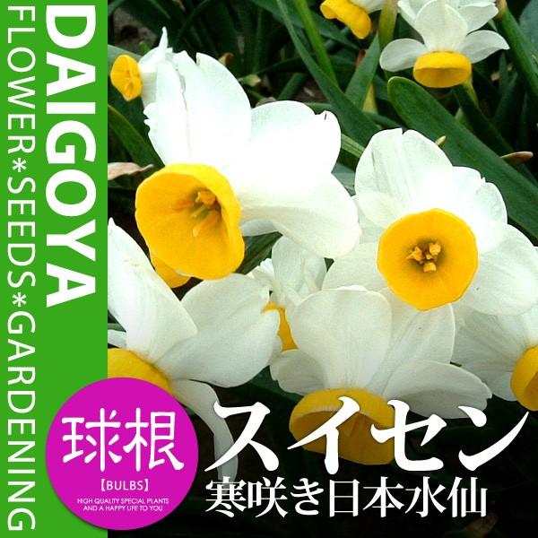 スイセン 寒咲き日本水仙（白・黄色/房咲）【球根】3球入り_水仙_