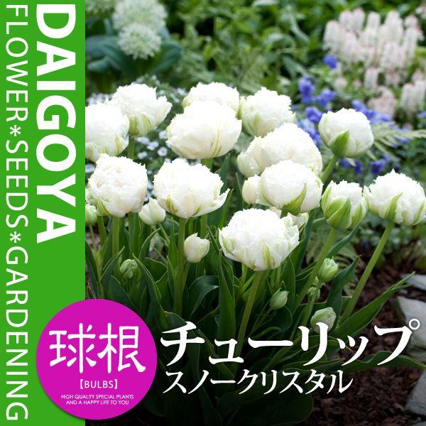 チューリップ 八重咲き スノークリスタル（白）【球根】3球入り袋詰め_チューリップ_秋植え_球根 /【Buyee】