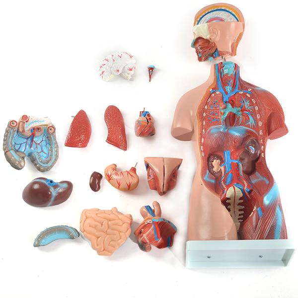 人体模型 ユニセックス人体模型GX-205 お腹の見える人体模型46cm 23パーツ