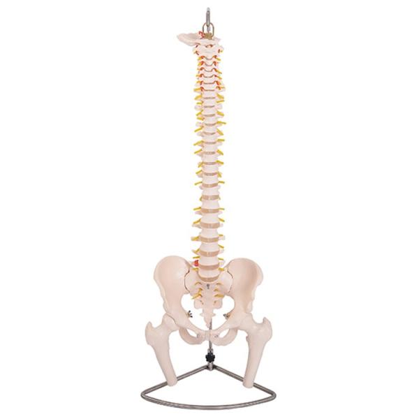 脊椎骨盤模型 GX-105せきつい 人骨模型高さ80cm 実物大背骨 - 模型 
